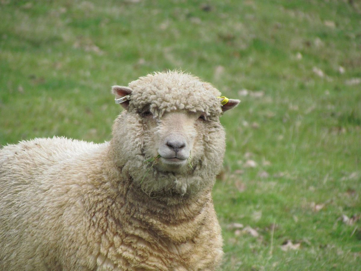 Len được dệt từ lông cừu